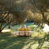 French Tablecloths * | French Tablecloth Olive Tree